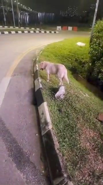 Lost Or Abandoned?. A Dog At Sg Besi Highway Near ..