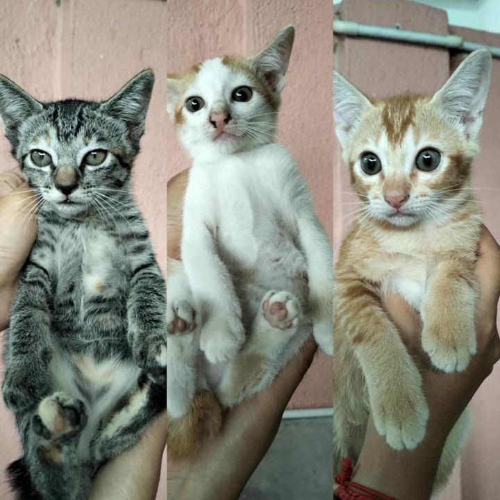 Help To Share Anyone Willing To Adopt These Kitten..