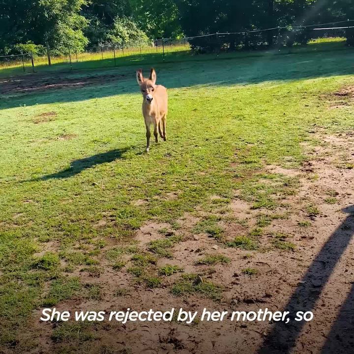 Orphaned Baby Donkey Kicked Away Anyone Who Tried To Be Friends