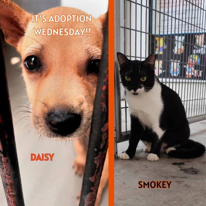 Adoption Wednesday. Names Smokey Daisy. Why Need F..