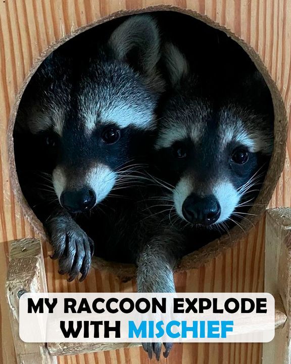 Wild Raccoon Gets In The Fridge And Eggs On His Brother