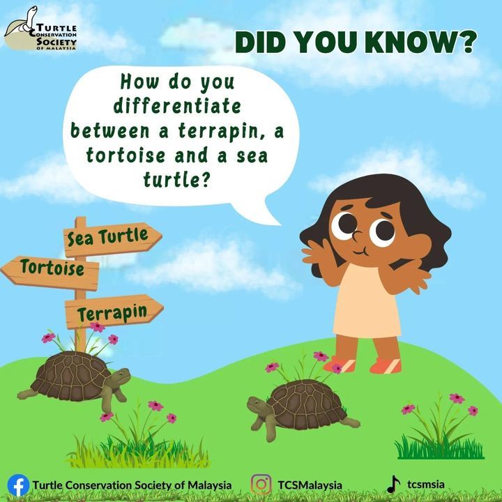 Did You Know That We Can Differentiate Sea Turtles..