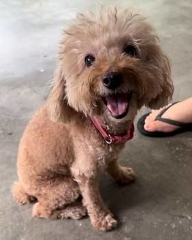 Female Poodle Found In Nibong Tebal, Wearing Colla..