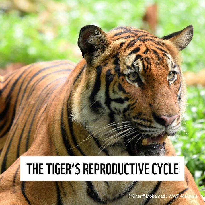 Dyk That On Average, Female Tigers Give Birth To T..