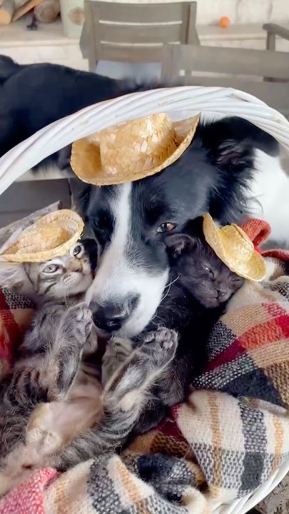 Dog Is The Best Nanny To Foster Kittens