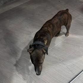 Possibly A Lost Dog. This Male Dog Possibly Doberm..