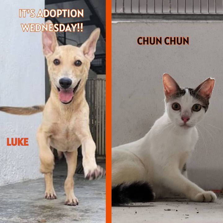 Adoption Wednesday. Names Chun Chun And Luke. Why ..