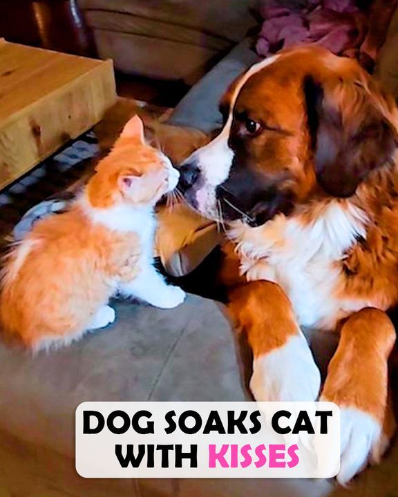 Giant Dog Drenches Tiny Cat With Sloppy Kisses