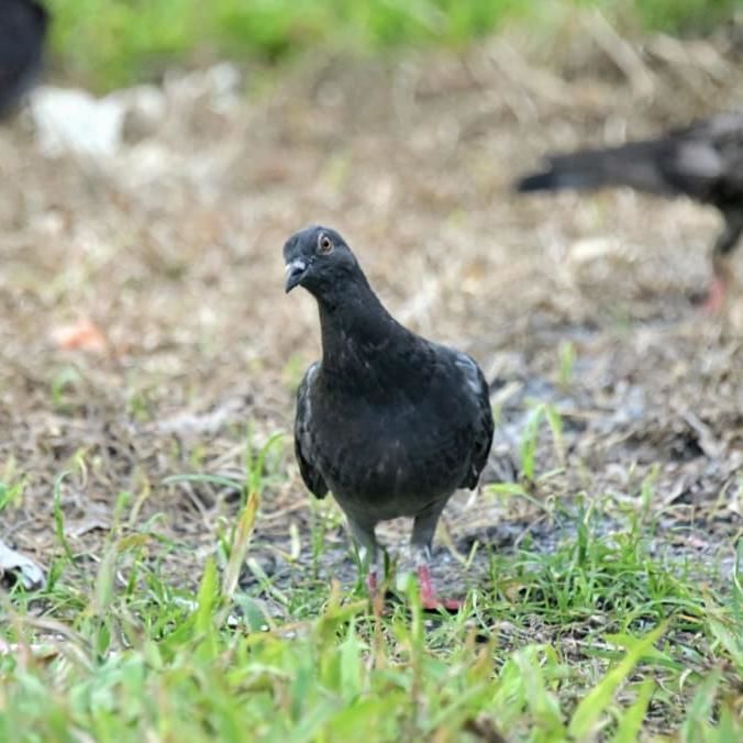 Pigeon Culling Among Measures To Be Stepped Up In Pilot Initiative At 3 Town Councils