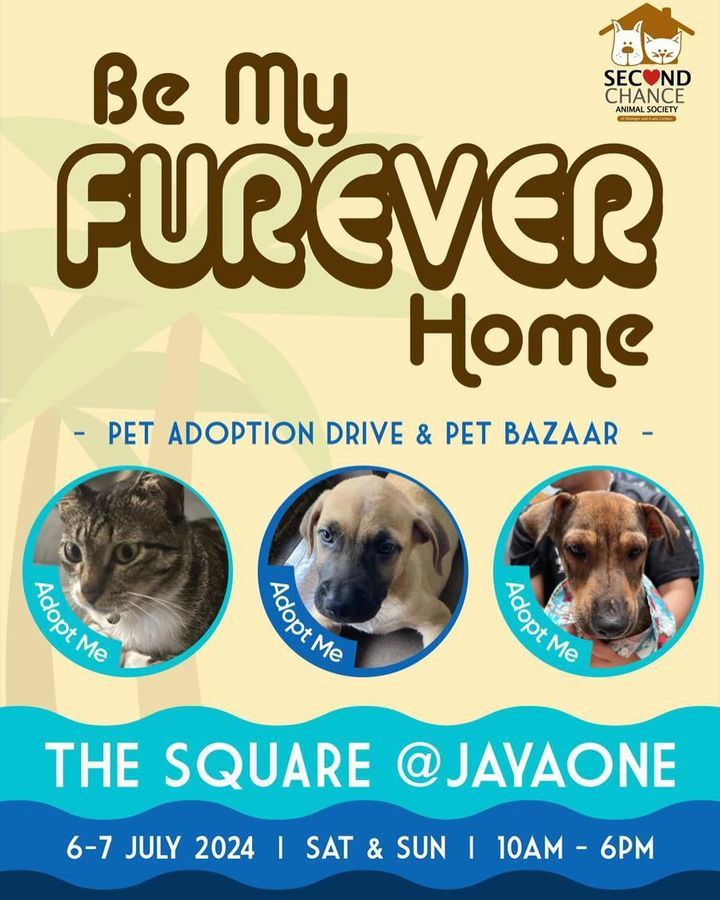Join Our Next Pet Adoption Drive Pet Bazaar. The S..