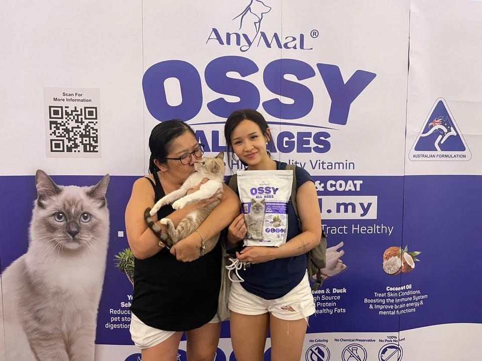 26 Ekor Kucing Jalanan Dari Galeri Animal Malaysia..