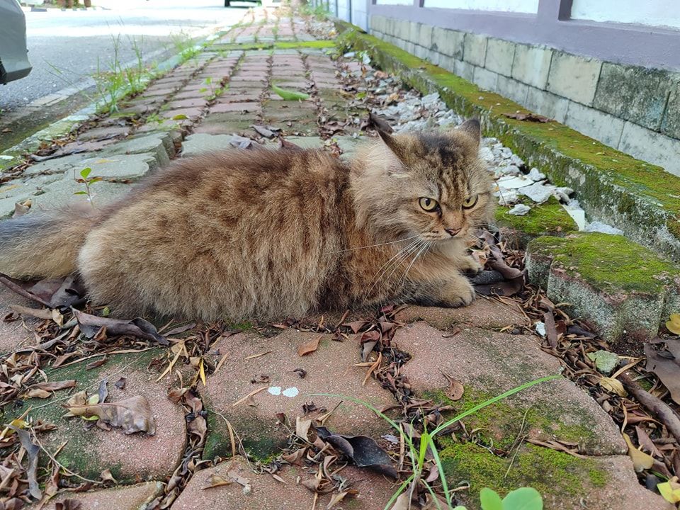 This Cat Has Been Found In Gelugor And Doesn’t App..