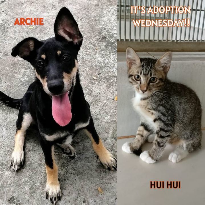 Adoption Wednesday. Names Archie And Hui Hui. Why ..