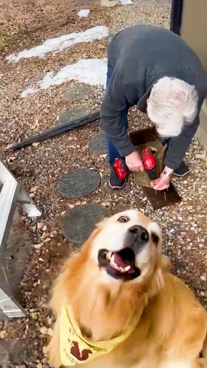 Golden Retriever And His Grandpa Build A Special Gift For His Squirrel Bff