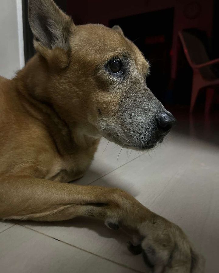 Update Dog Found. Chui Is Missing From The Jeluton..