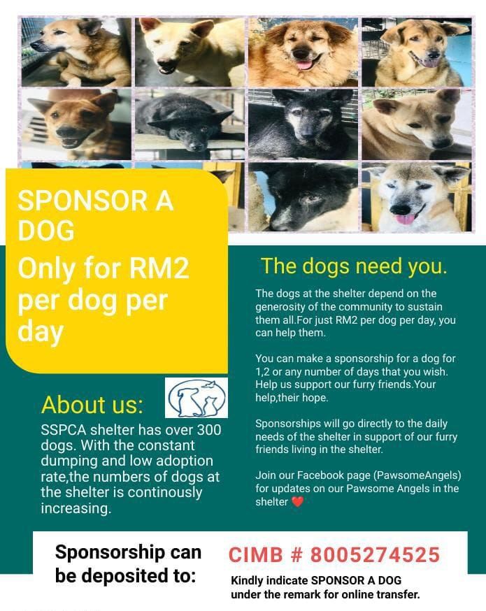 Sponsor A Dog A Day At Rm2. It Is Never Easy To Ke..