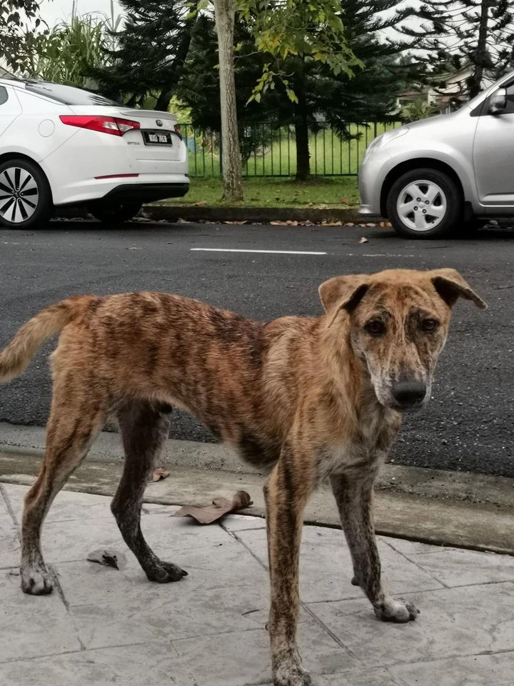 Resident Complaint These 2 Pups, Planning To Call ..