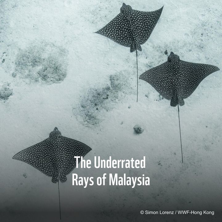 Dive Into Our Shark Week Spotlighting Malaysias Un..