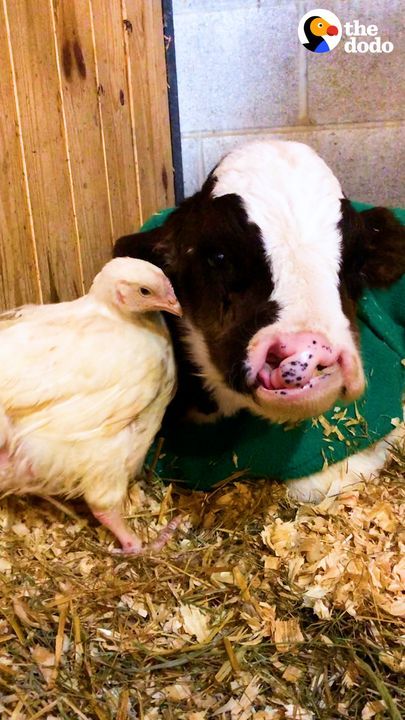 Baby Cow Who Was All Alone For Months Now Falls Asleep With His Chicken Every Night