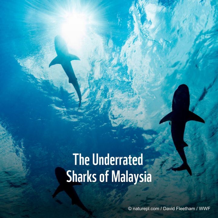 Explore Our Shark Week Feature, Highlighting Malay..