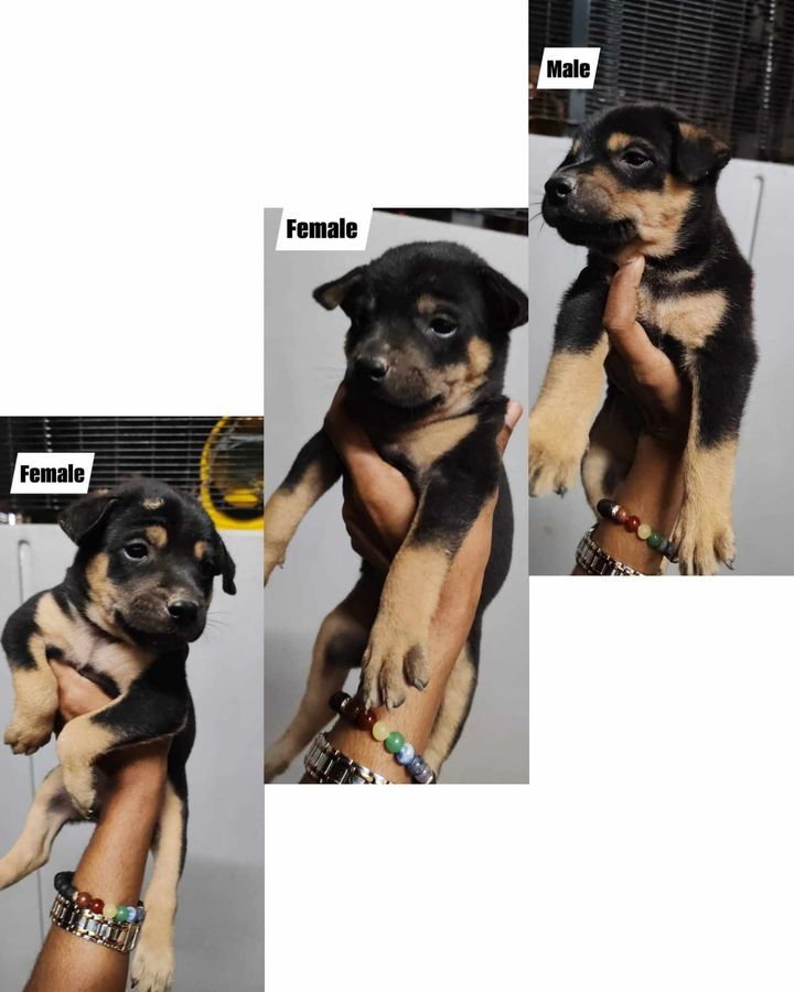 Puppies For Adoption. 5-6 Weeks Pups. Requirements..