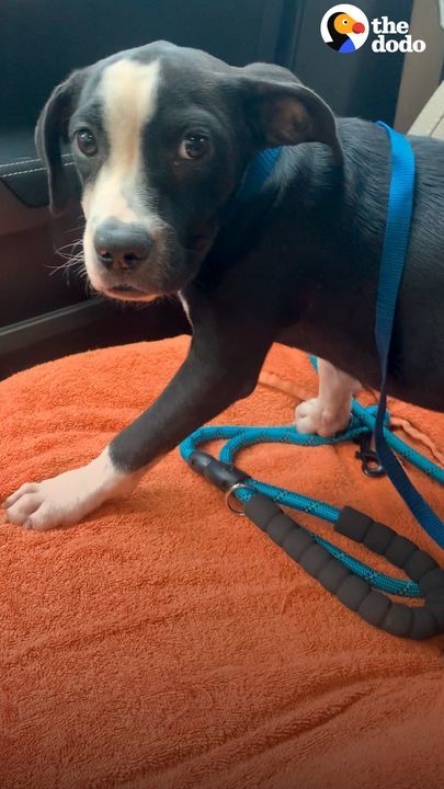 Shy Rescue Puppy Asks For Pets For The First Time