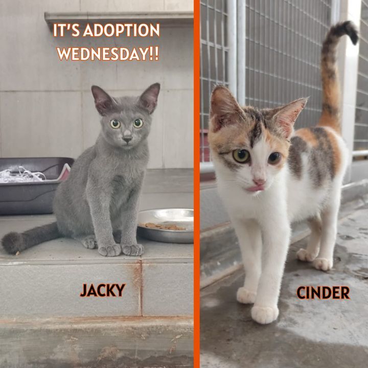 Adoption Wednesday. Names Cinder Jacky. Why Need F..