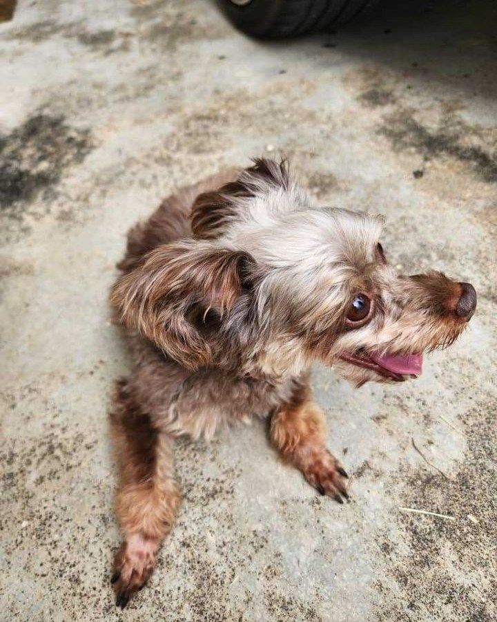 Dog Found. Lengkok Kenari 1. Sg Ara. If It’s Yours..