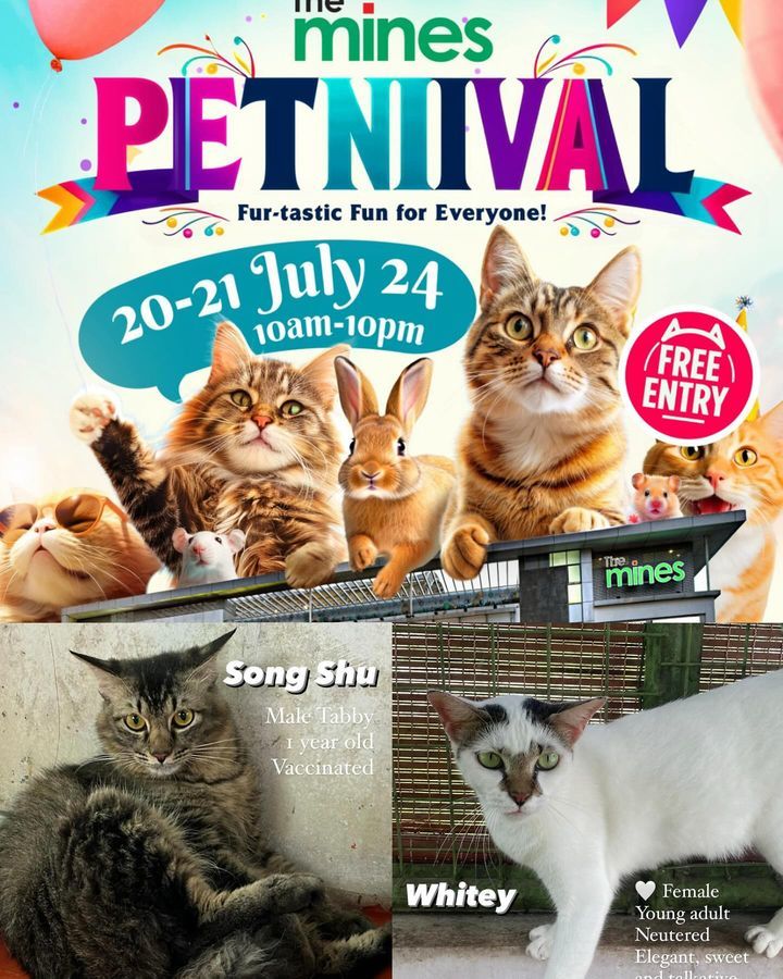 Cat Lovers, Rejoice. The Mines Petnival Is Officia..