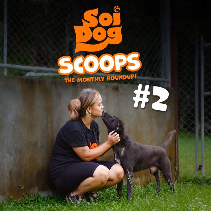 Soi Dog Scoops | June Roundup