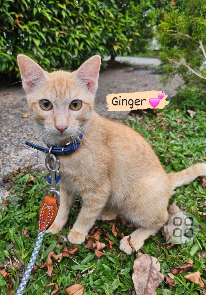 Hi, I’m Ginger I Cleverly Followed My Rescuer Home..