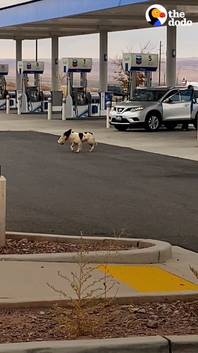 Stray Dog Finally Lets Herself Be Rescued â€” And Has The Biggest Family Now