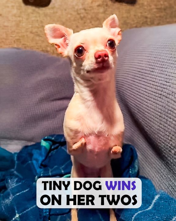 Man Raises Armless Chihuahua, Watch Her Go!