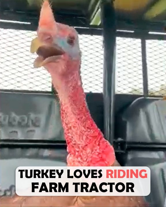 Turkey Loves Riding Farm Tractor