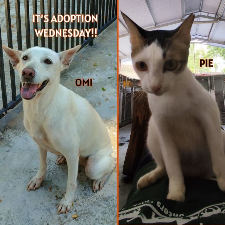 Adoption Wednesday. Names Omi Pie. Why Need Foreve..