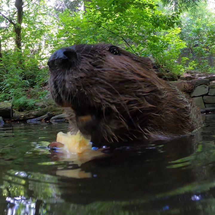 Adorable Beaver Chomps An Apple