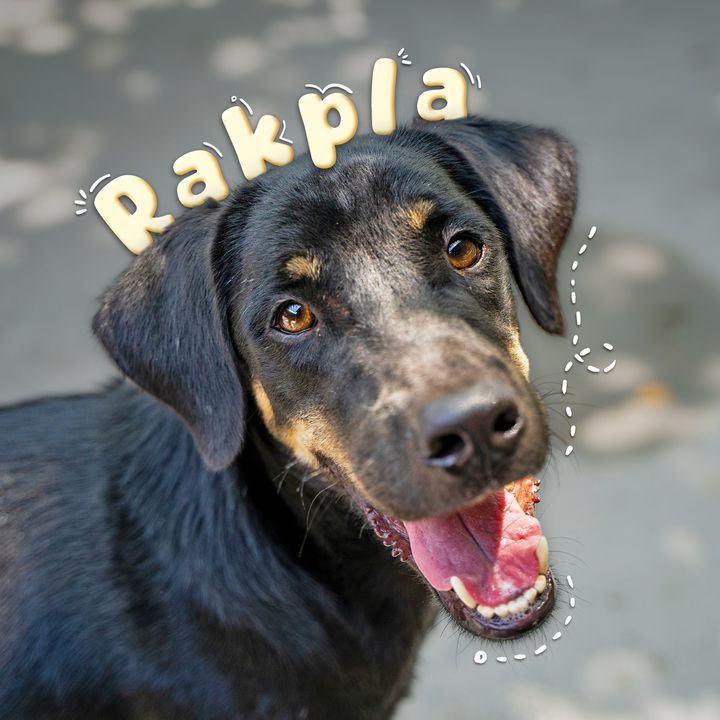 Introducing Our Very Handsome Boy Rakpla. Rakpla W..