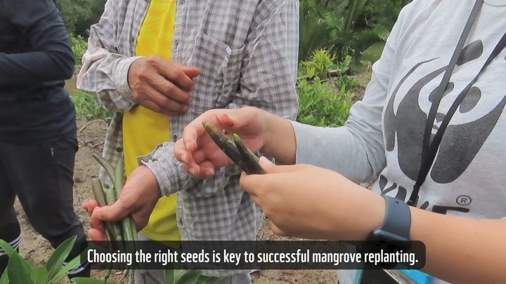 Choosing The Right Seeds Is Key To Successful Mang..