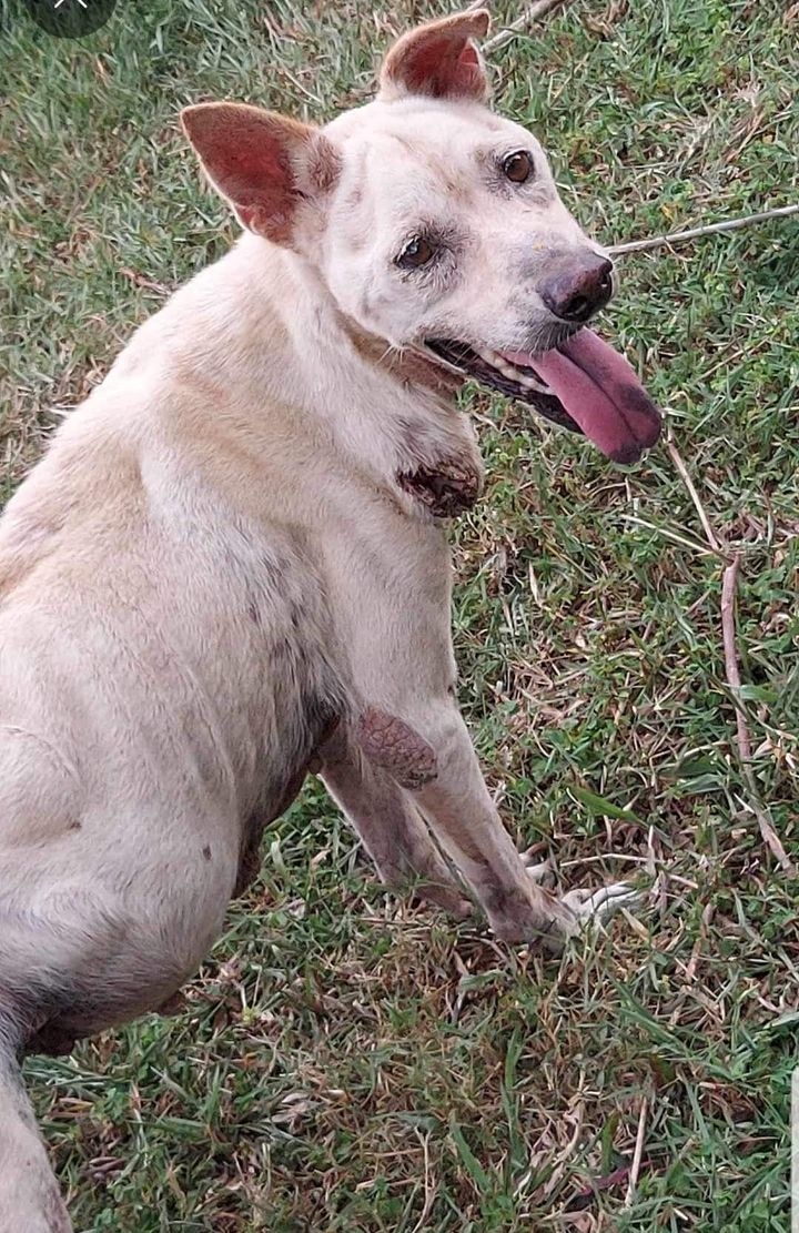 Doggo With Pus Filled Abcess Spotted At. Jalan Ama..