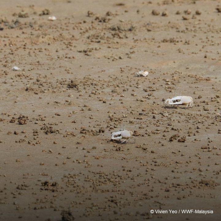 Get To Know The Incredible Fiddler Crabs In Their ..