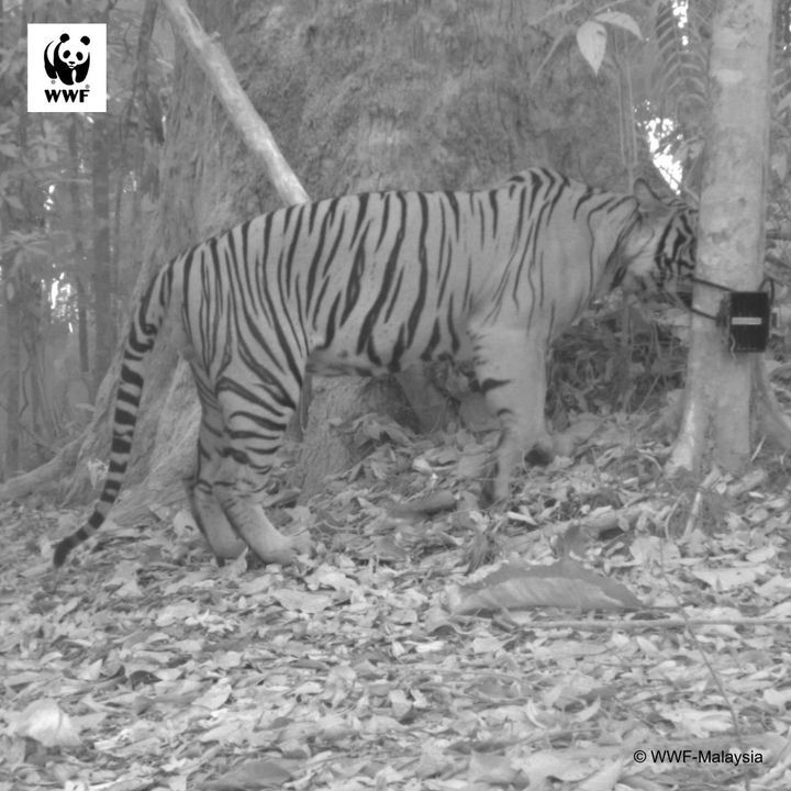 If Tigers And Camera-Traps Could Speak. Tiger Hmm,..