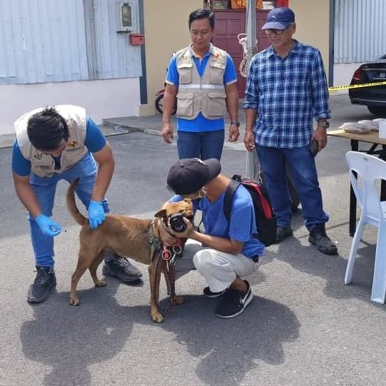 Mcc, Dvs To Jointly Run Anti-Rabies Vaccination, Dog-Licensing, Microchipping Drive In Miri This Weekend