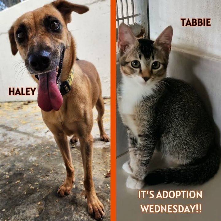 Adoption Wednesday. Names Haley Tabbie. Why Need F..