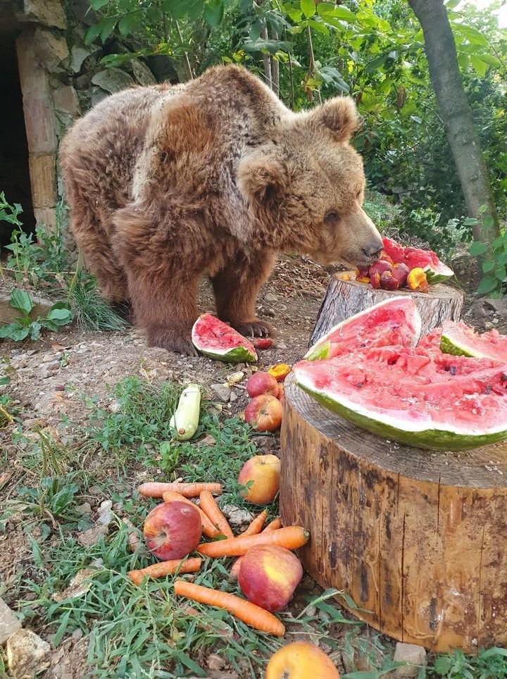 The Real Teddy Bear Picnic. It’s True, Bears Love ..