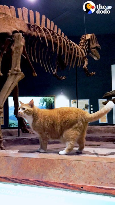 Rescue Cat Goes To Work At A Museum With His Dad Every Day