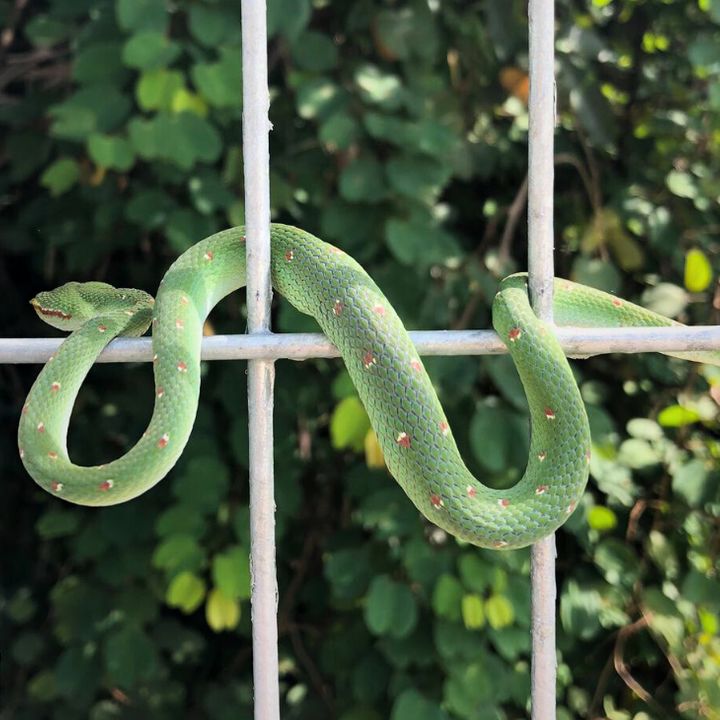 Unpacking The Psssychology Behind The Fear Of Snakes