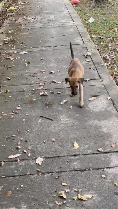 Lone Puppy Loitering Around D Cassia Apartment In ..