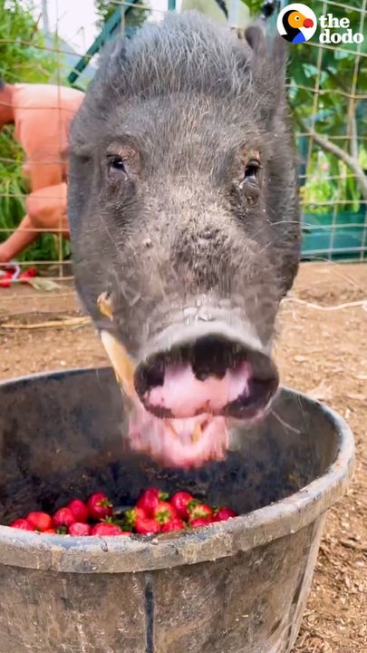 Wild Boar Who Couldnâ€™t Move For A Week Demands Belly Rubs Now