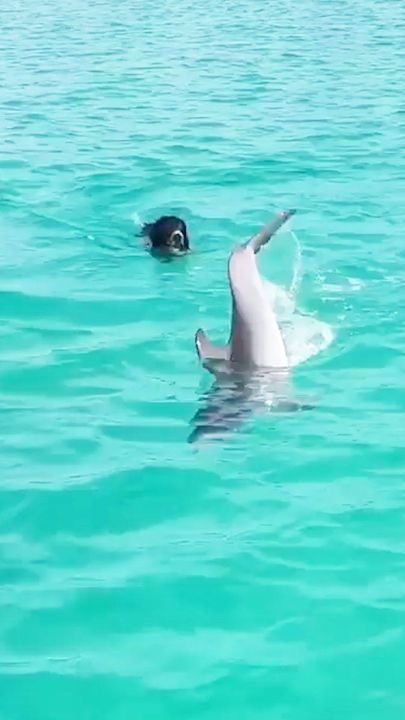 Dog And Wild Dolphin Play Whenever They See Each Other