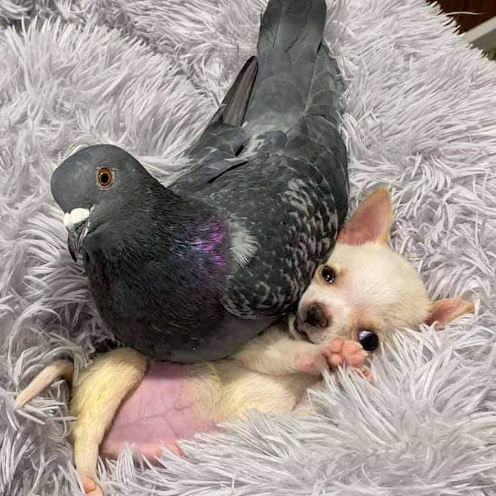 Pigeon And Tiny Puppy Are Best Friends